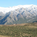 Ein Olivenhain am Fuße der Sierra Nevada